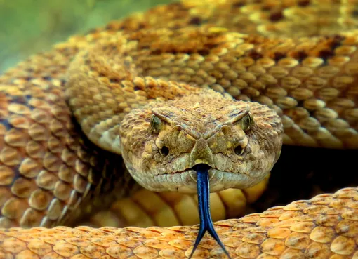 Сонник Лоффа: змея во сне может быть символом мудрости, что означает — пора прислушаться к интуиции