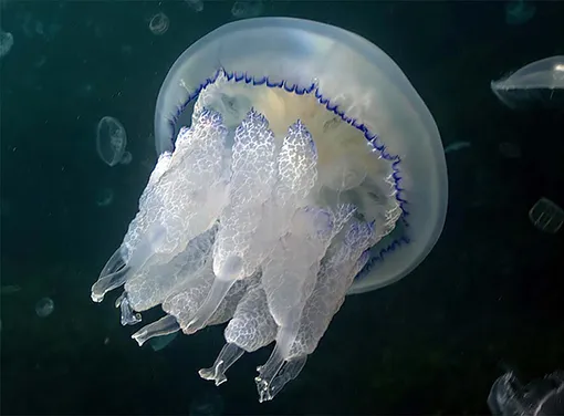 Что делать если ужалила медуза