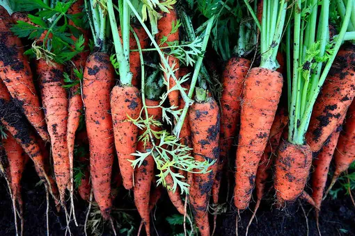 Какие питательные элементы нужны моркови в августе