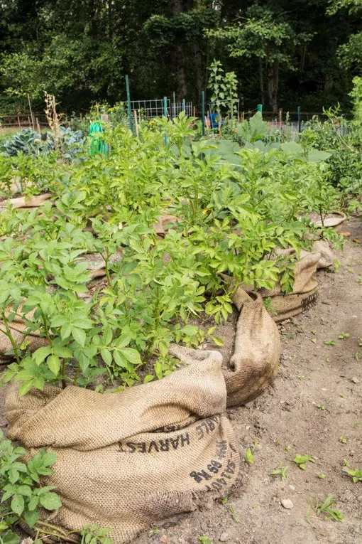 Способ посадки картофеля в мешки — необычный, но урожайный
