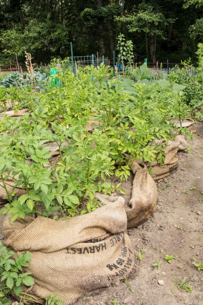 Способы посадки картофеля: проверенные, урожайные, нетрадиционные, новые