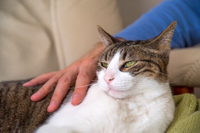 Ограниченность памяти кошек