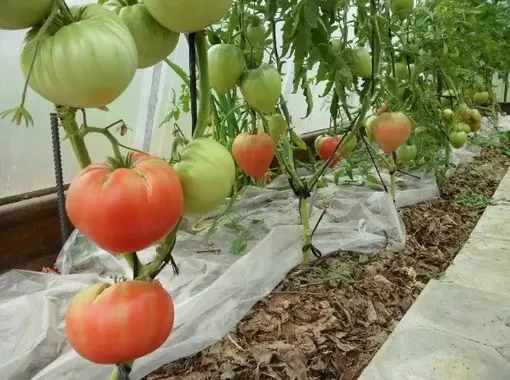 Почва под томатами мульчируется, чтобы влага не испарялась из земли