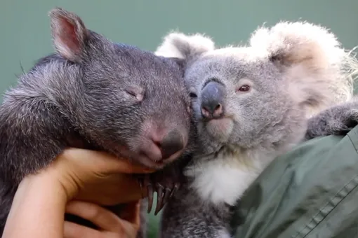 Самая сладкая парочка: в Австралии коала и вомбат стали лучшими друзьями