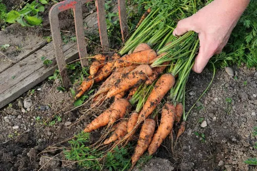 Как правильно убирать морковь