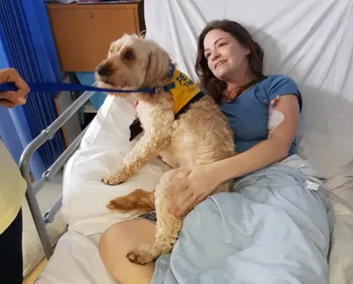 собака в больнице