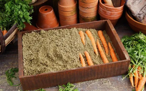 Морковь в песке