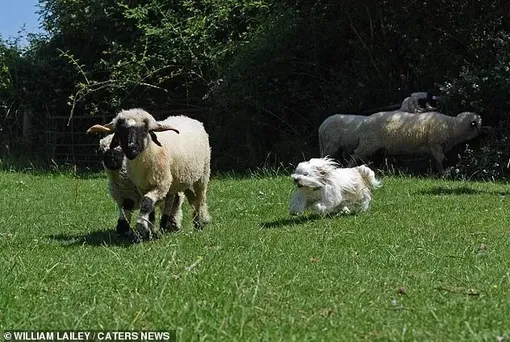 Собака пыталась стать пастухом у овец