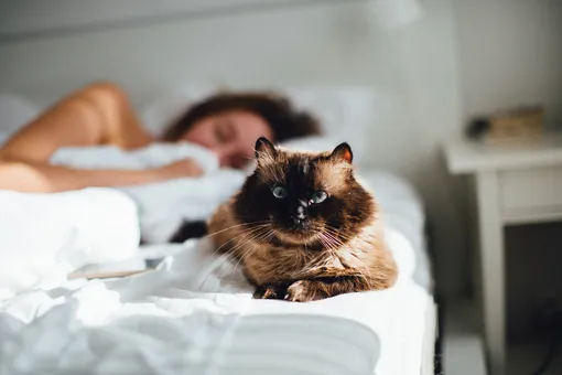 Кошка спит рядом с хозяйкой на кровати