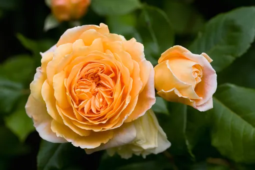 Ремонтантные сорта роз более капризны в уходе