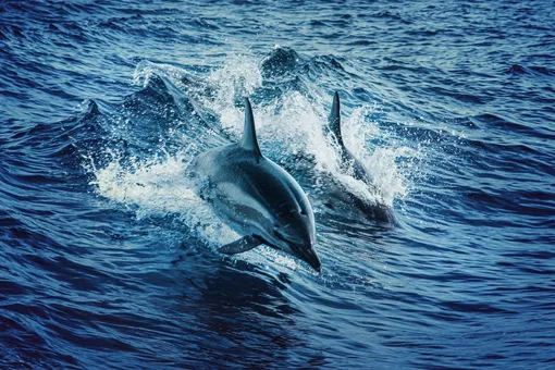 Выжил чудом: дельфины помогли спасти мужчину, которого не могли найти 12 часов