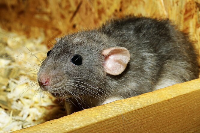 Влияние мясного питания на здоровье декоративных крыс