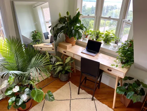 Лучшие офисные растения с фото и описанием