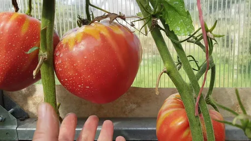Крупноплодный томат Пудовик