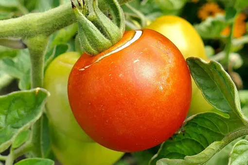 Почему трескаются помидоры в теплице: 5 правил сохранения урожая