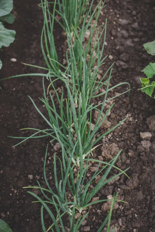 Как вырастить хороший урожай лука из севка