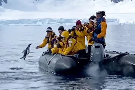 Последний шанс: пингвин запрыгнул в лодку к людям, спасаясь от косатки (видео)