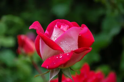 прекрасная роза в саду с каплями росы