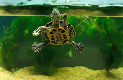 как обустроить аквариум для черепахи
