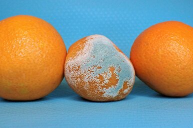 Полное руководство по заплесневелым продуктам: что можно есть, что нельзя и как не допустить порчу Полное руководство по заплесневелым продуктам: что можно есть, что нельзя и как не допустить порчу