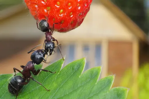 Отпугивание муравьёв с помощью корицы