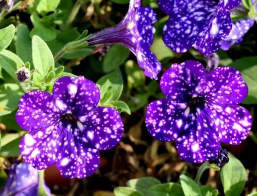 fd664e2826515225e6bc87e972fdb0ec_cropped_510x390