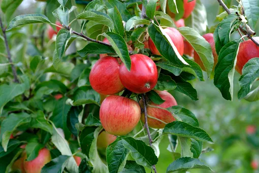 красные яблоки на яблочных ветках