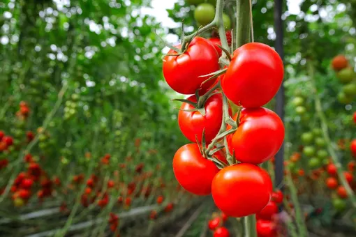 Преимущества и недостатки сидеральных культур для томатов