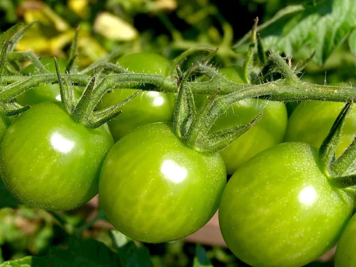 Можно ли снимать зелёные помидоры