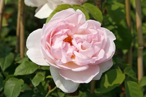 Английская роза Janet