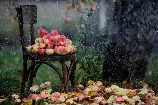 Как надо поливать плодовые деревья в зависимости от погоды?