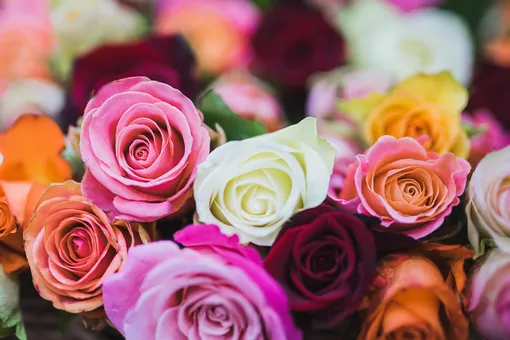 Справочник по значению и символике цвета розы