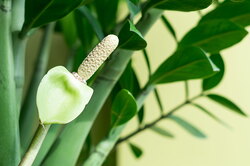 Как заставить цвести замиокулькас в домашних условиях: советы опытных цветоводов