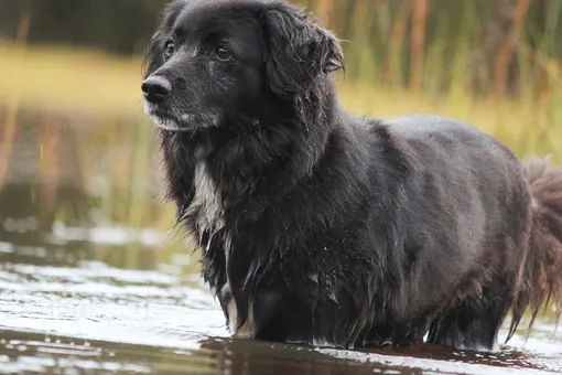 Собака пила воду из водоёма: можно ли это делать
