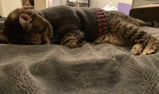 кот в свитере