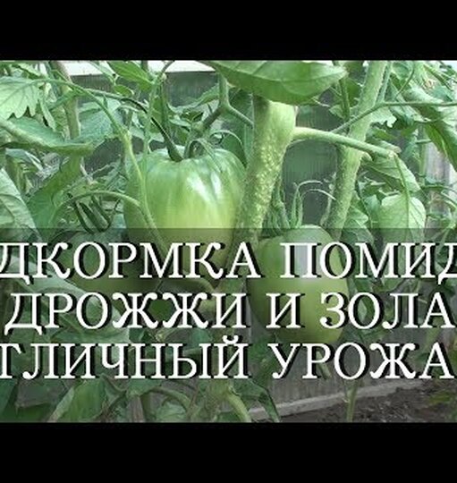 подкормка томатов и перцев дрожжами сухими