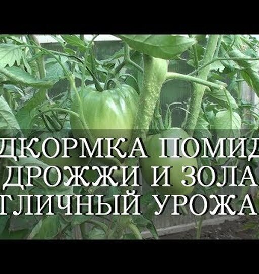 подкормка томатов и перцев дрожжами сухими подкормка томатов и перцев дрожжами сухими
