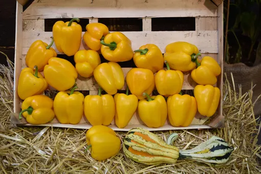 Желтый болгарский перец очень популярен у огородников.