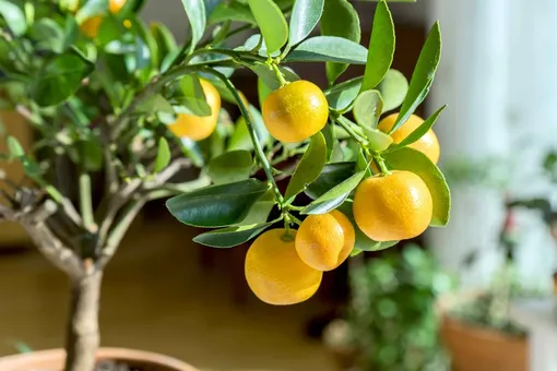 Лимон и другие цитрусовые