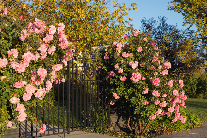 Канадская роза: фото, описание, лучшие сорта, уход