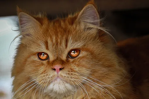 «Почему без намордника»: сибирский кот держит в страхе деревенских собак