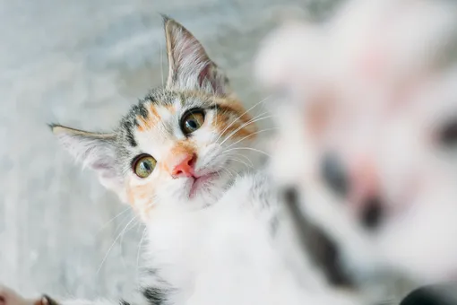 Почему кошки «врезаются» лбом в хозяина?