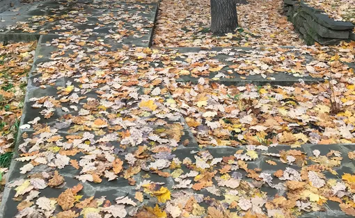 осенние листья