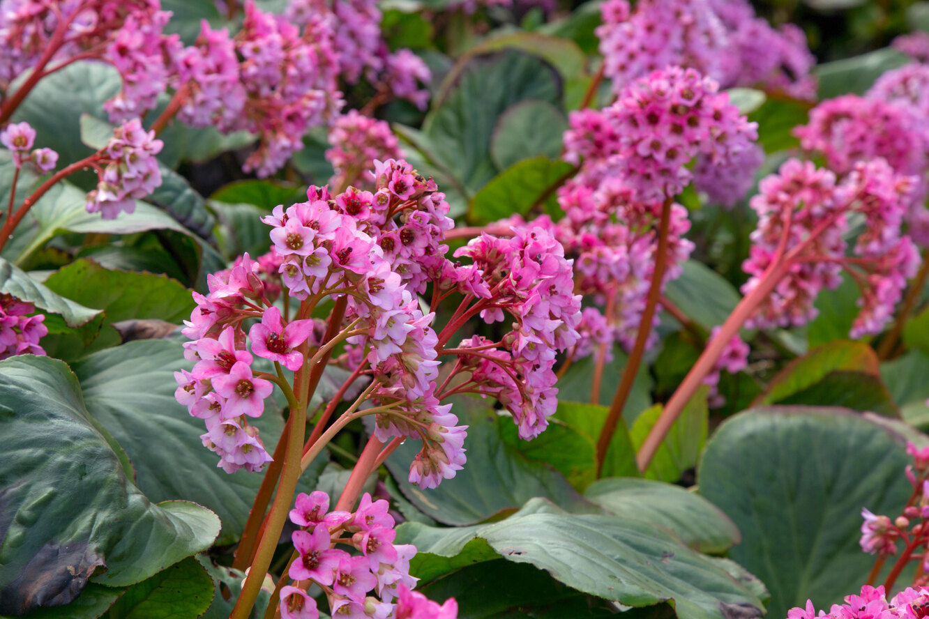 Бадан: что это за растение, описание, секреты выращивания и ухода