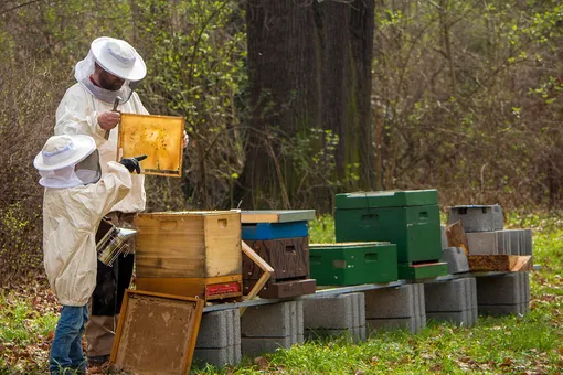 Правильные пчелы: увлечение помогло бывшему военному вновь найти смысл жизни