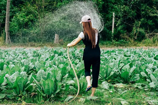 В июле важно поливать растения, спасая от жары и засухи
