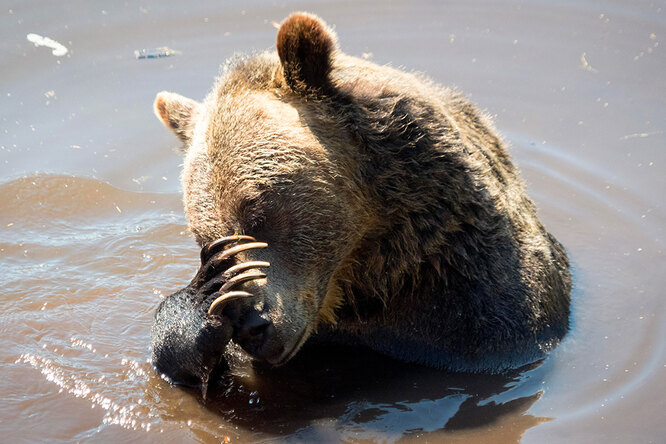 Рыбаки обнаружили в реке медведя с банкой на голове — и решили рискнуть