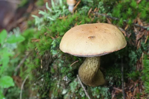 Желчный гриб — трубчатое тело слегка розоватое