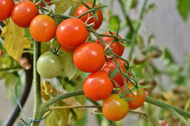 Чем отличаются детерминантные томаты от индетерминантных