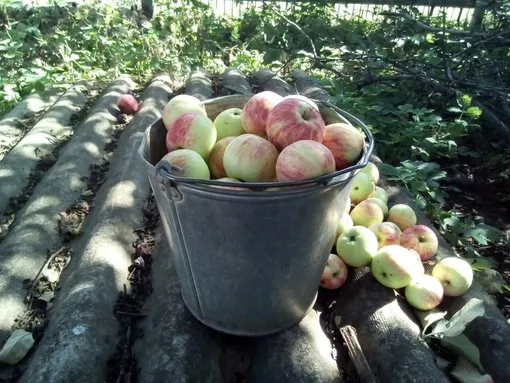 Хранение яблок в земле и бурте